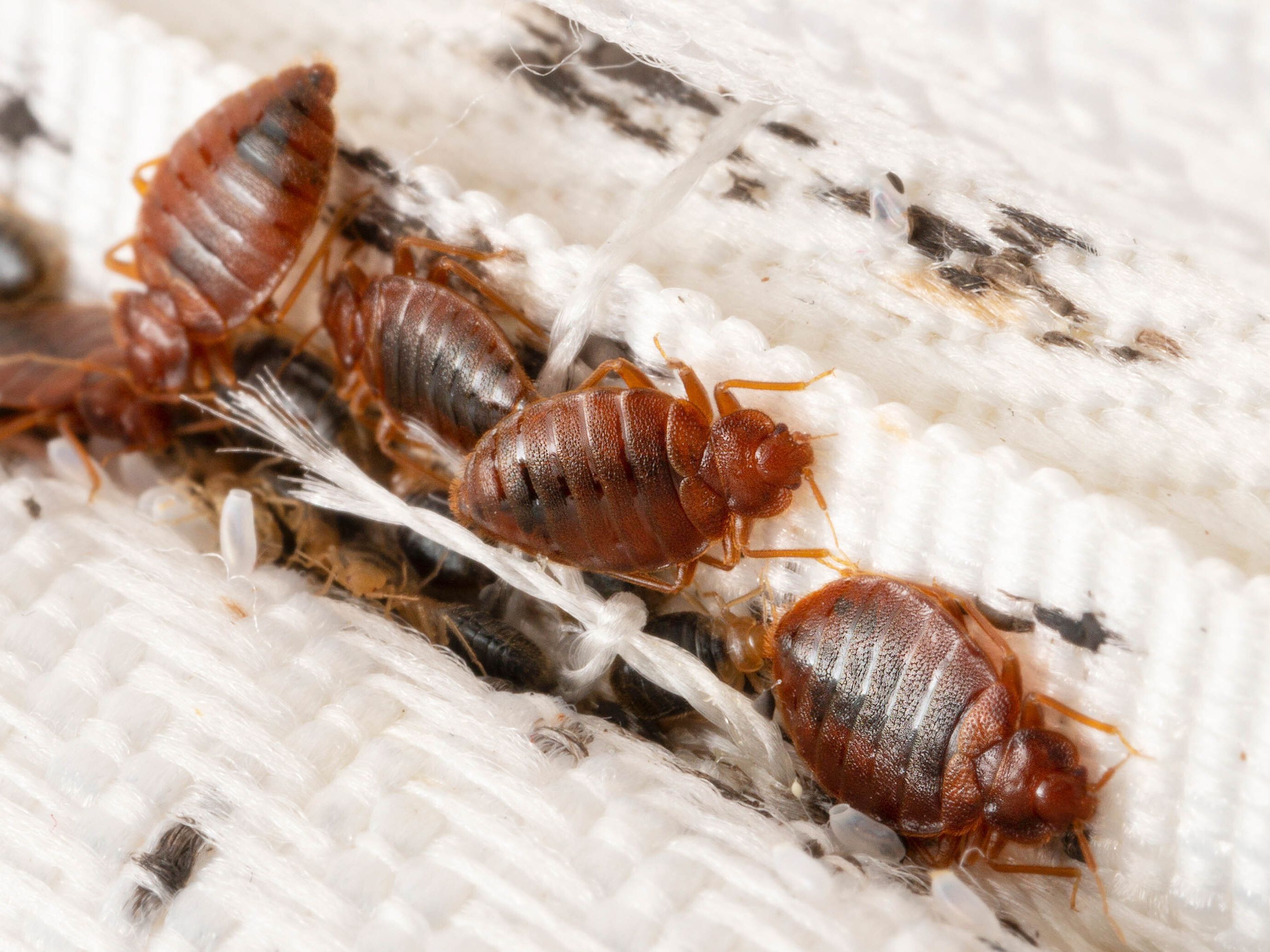 5 bed bug prevention tips to protect your mattress from an infestation this  summer | Tom's Guide