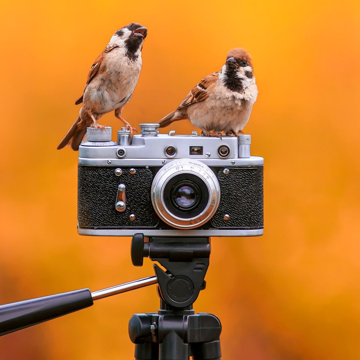 What Camera is Best for Bird Photography: Top Picks Revealed