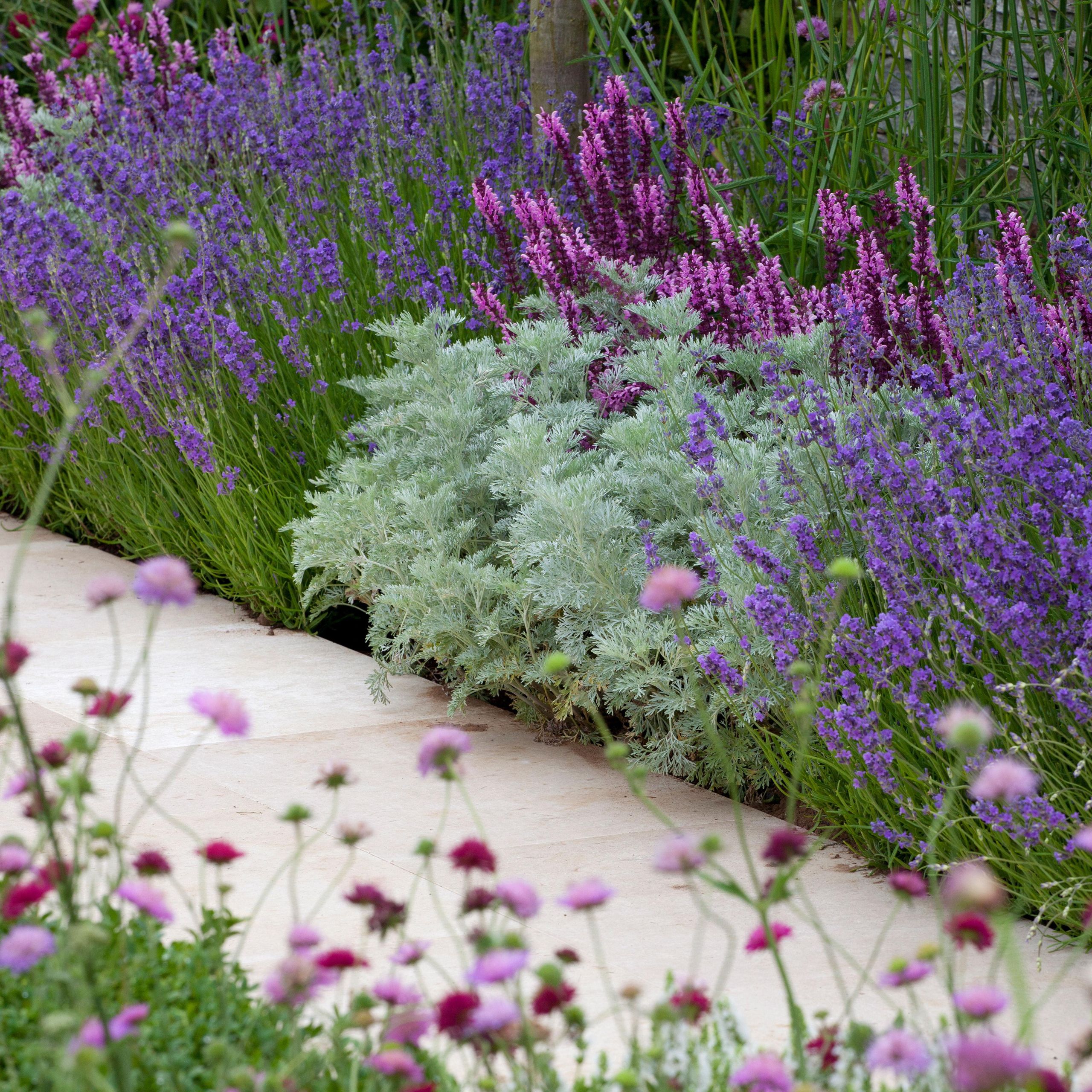 species of lavender plants Long Blooming Lavender Collection