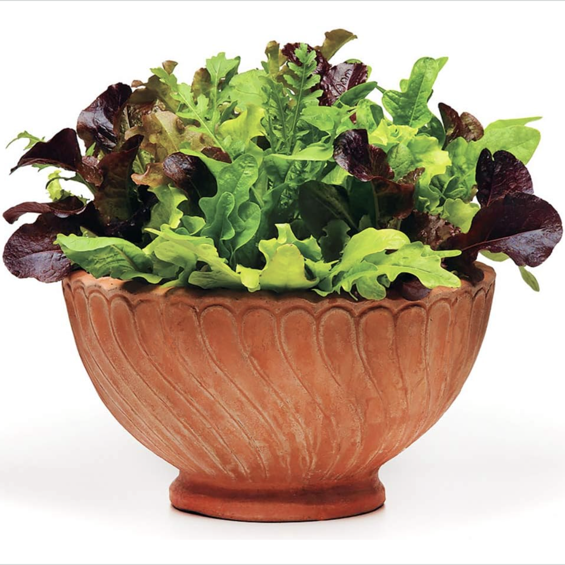 1000 Lettuce Mix Seeds