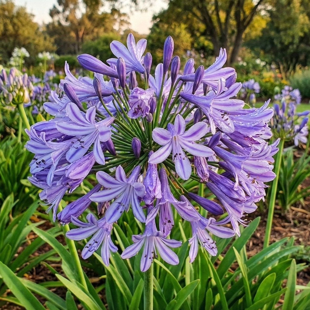 Poppin' Star Lily of the Nile