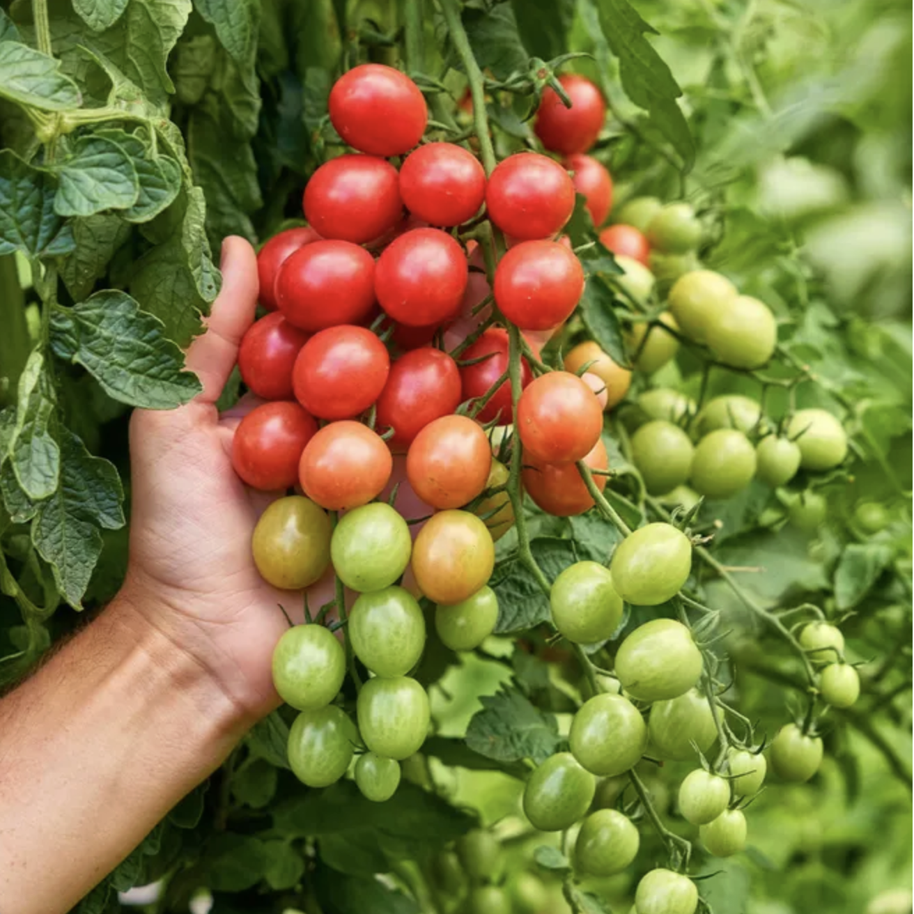Sunpeach Tomato Seeds &amp;amp; Plant