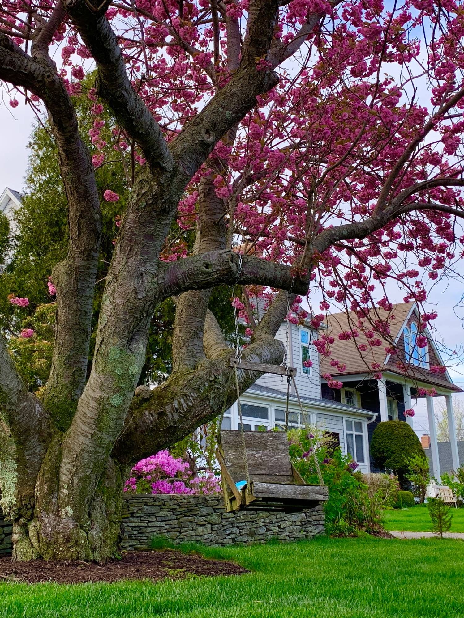 Large cherry tree in bloom in front yard
