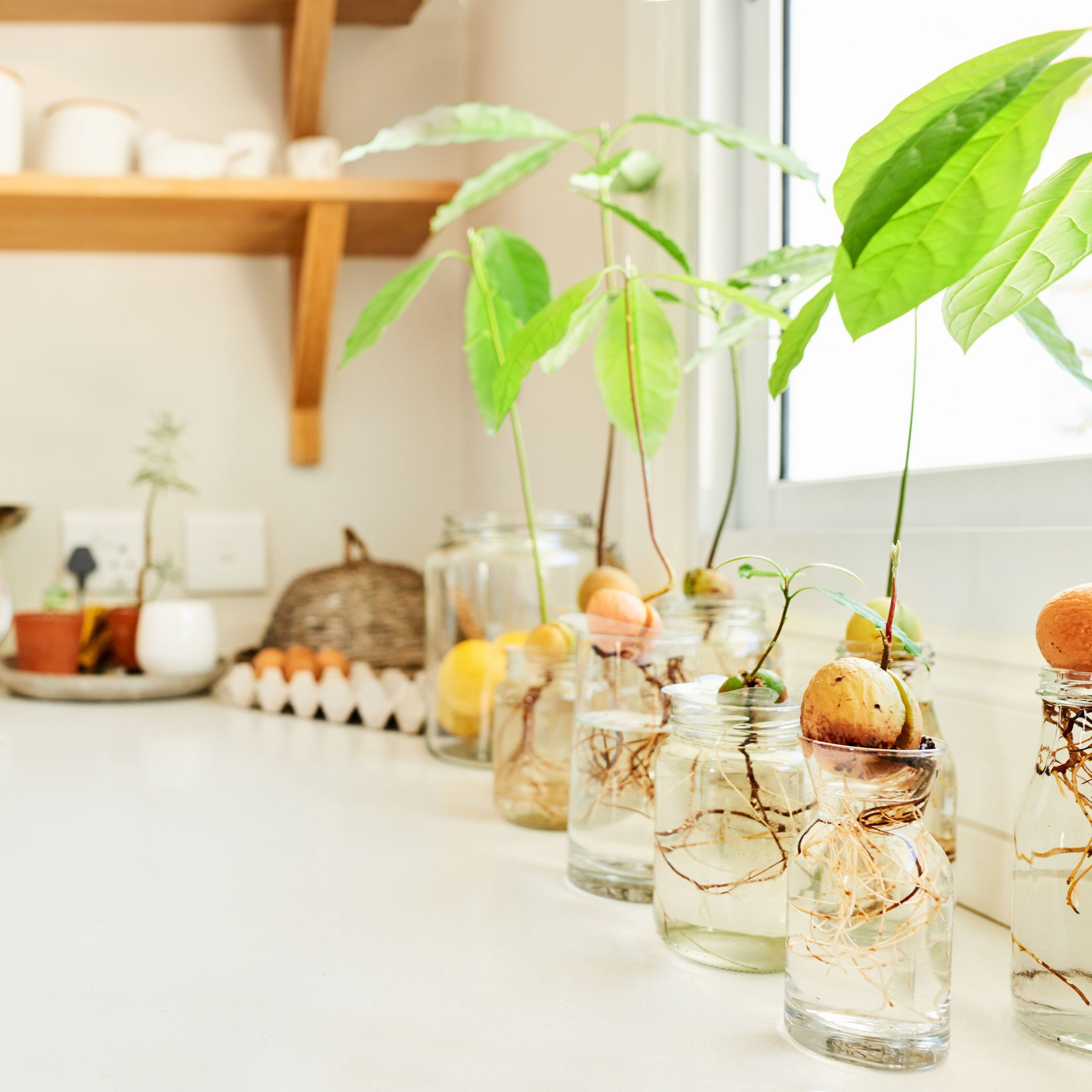How to Plant an Avocado Seed in Water | Livingetc