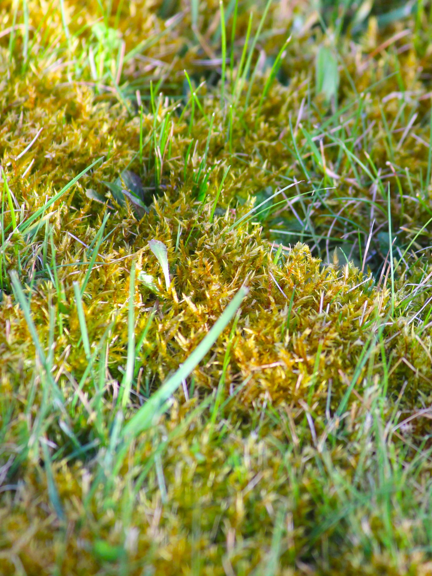 Moss growing in lawn