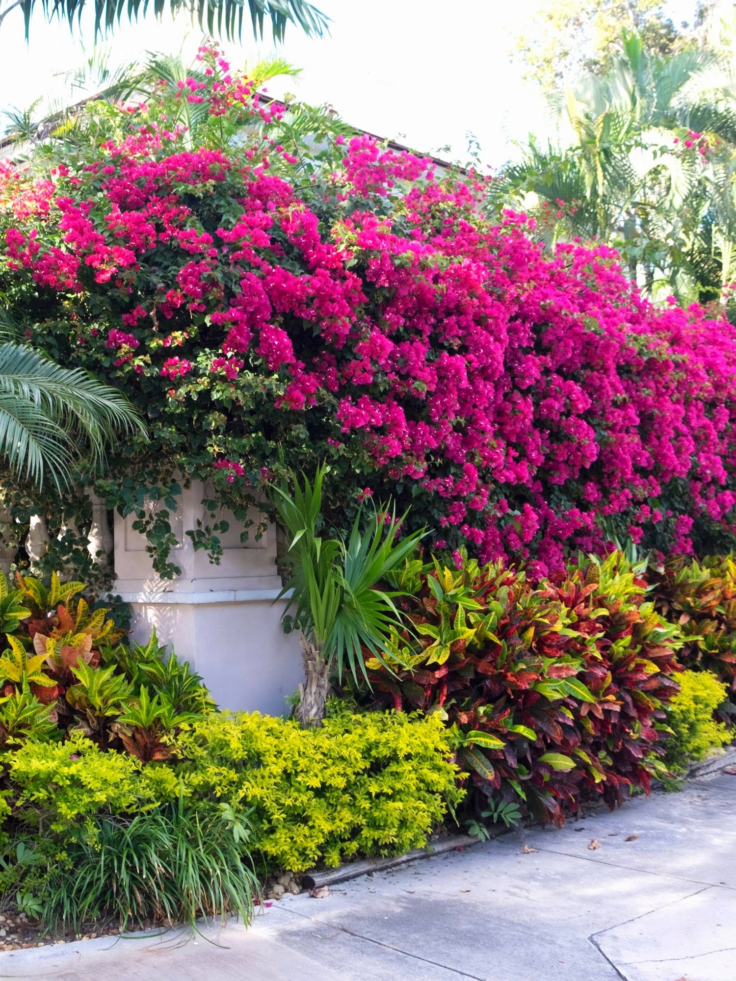 Bougainvillea plant in Zone 10 in Florida