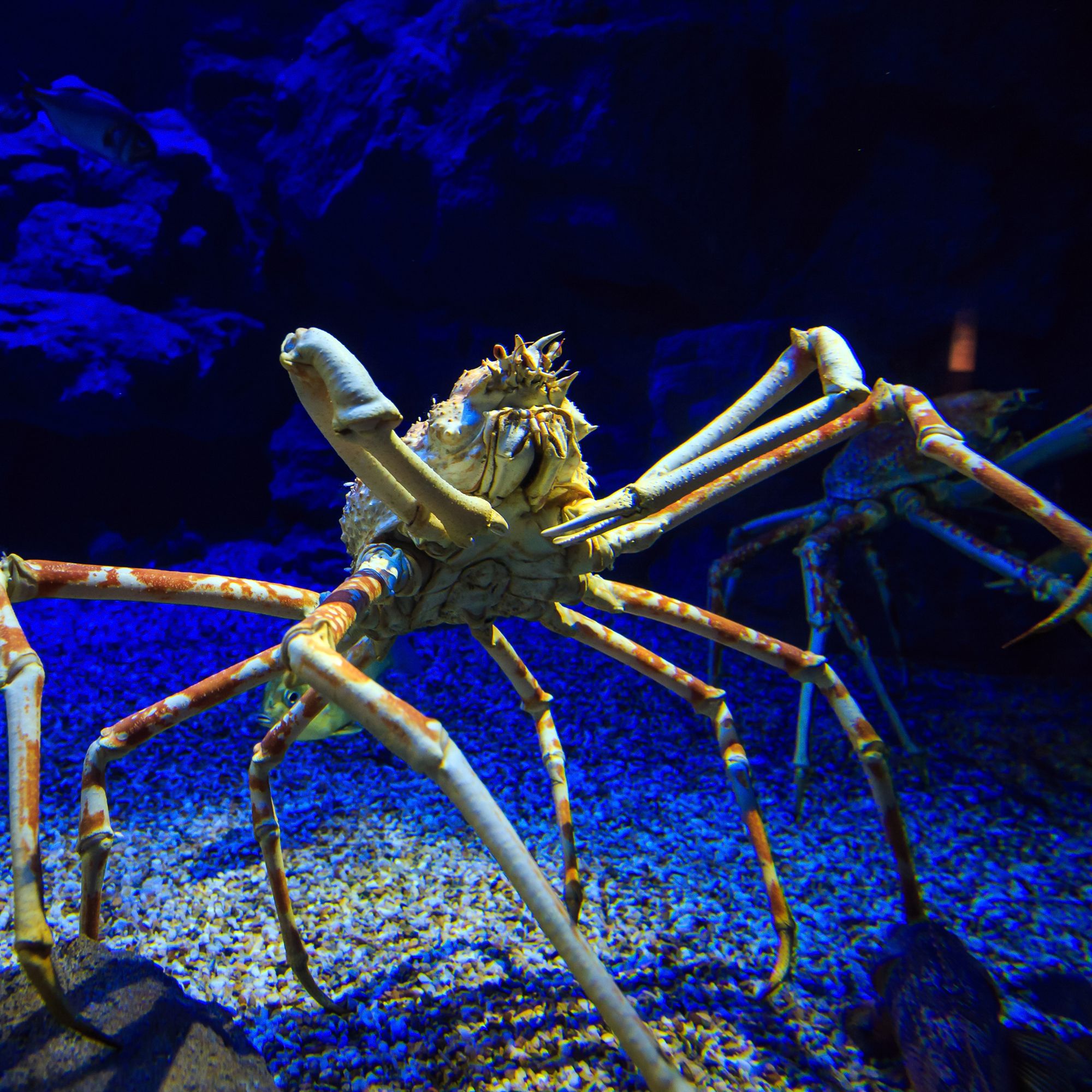 Watch a Giant Spider Crab Bust Out of Its Own Shell in Wild Time
