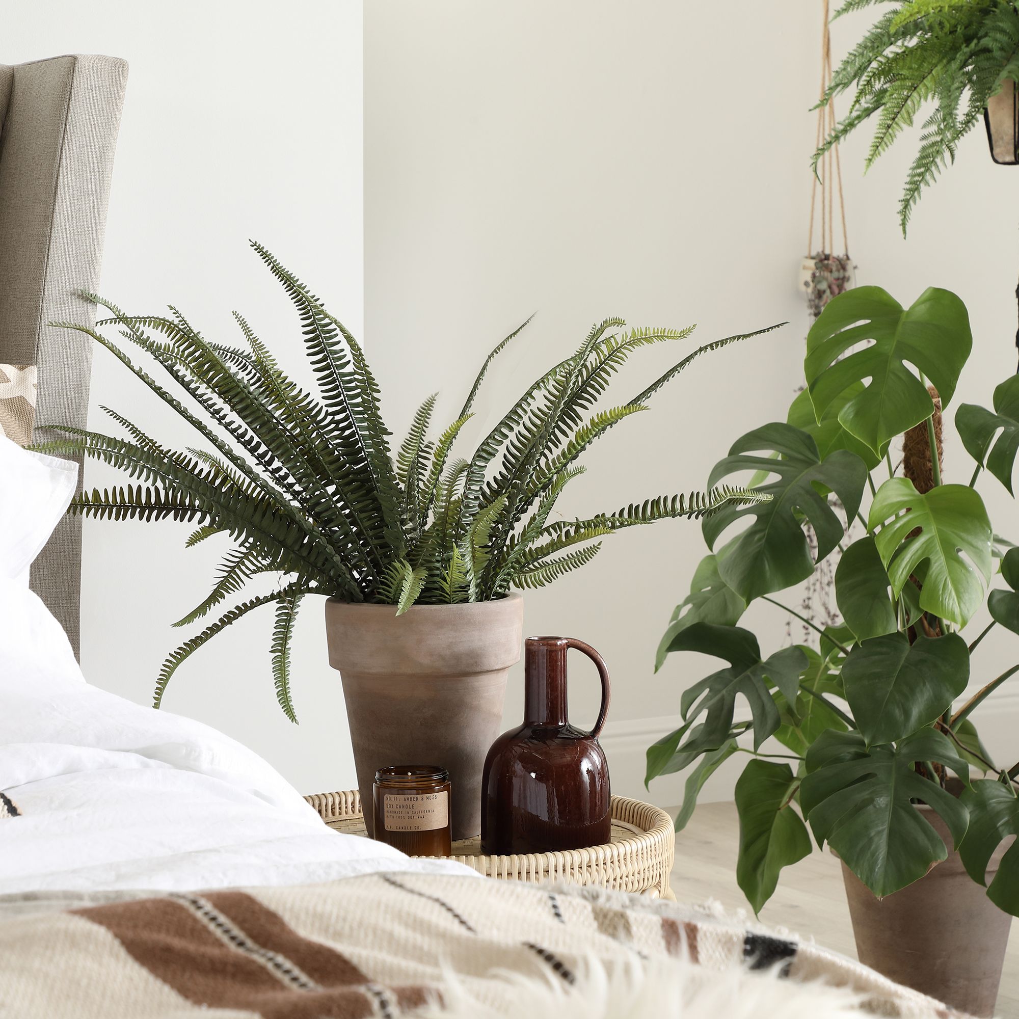 plant zebrina Tradescantia Zebrina | Wandering Plant | 4