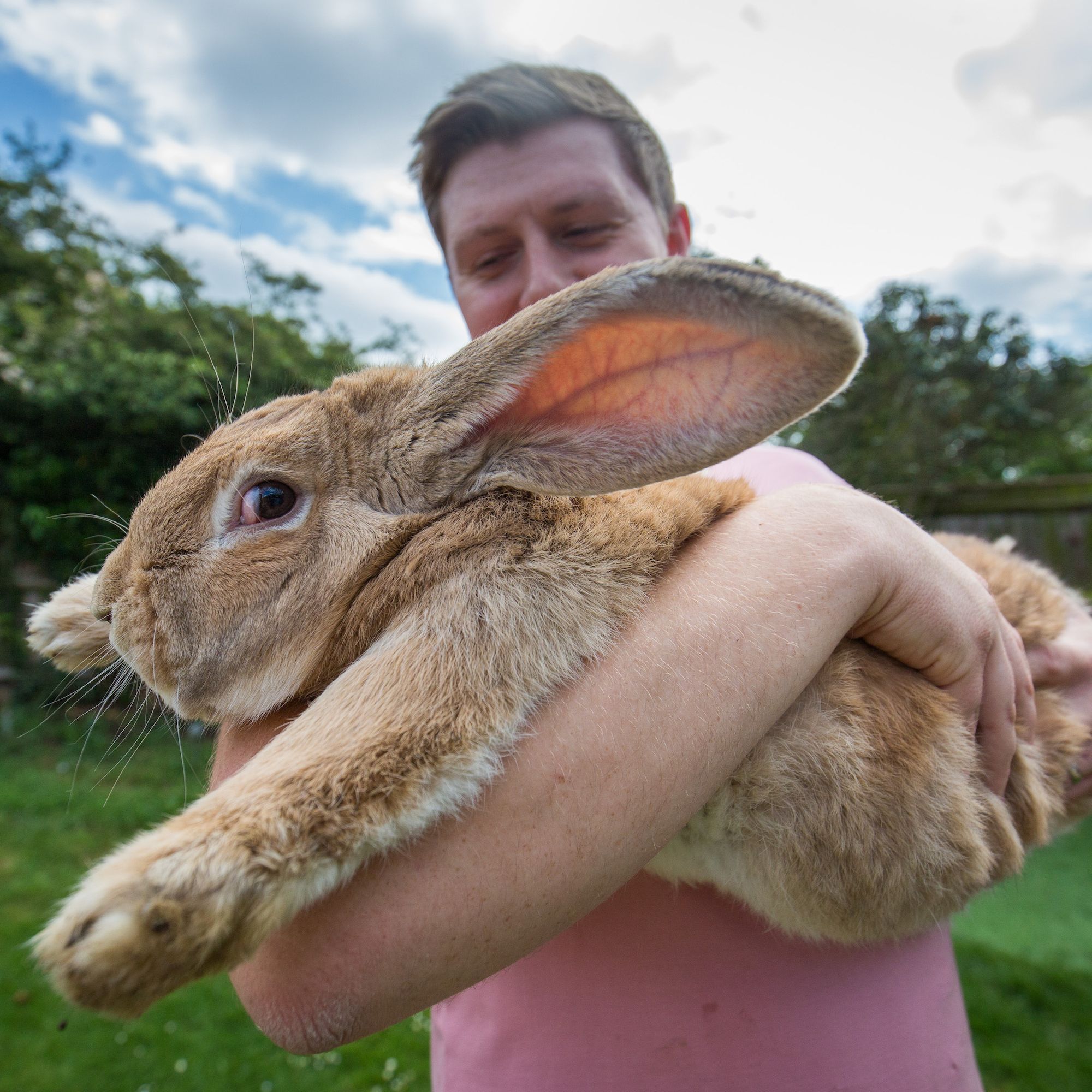 World's largest rabbit missing, presumed stolen | Live Science