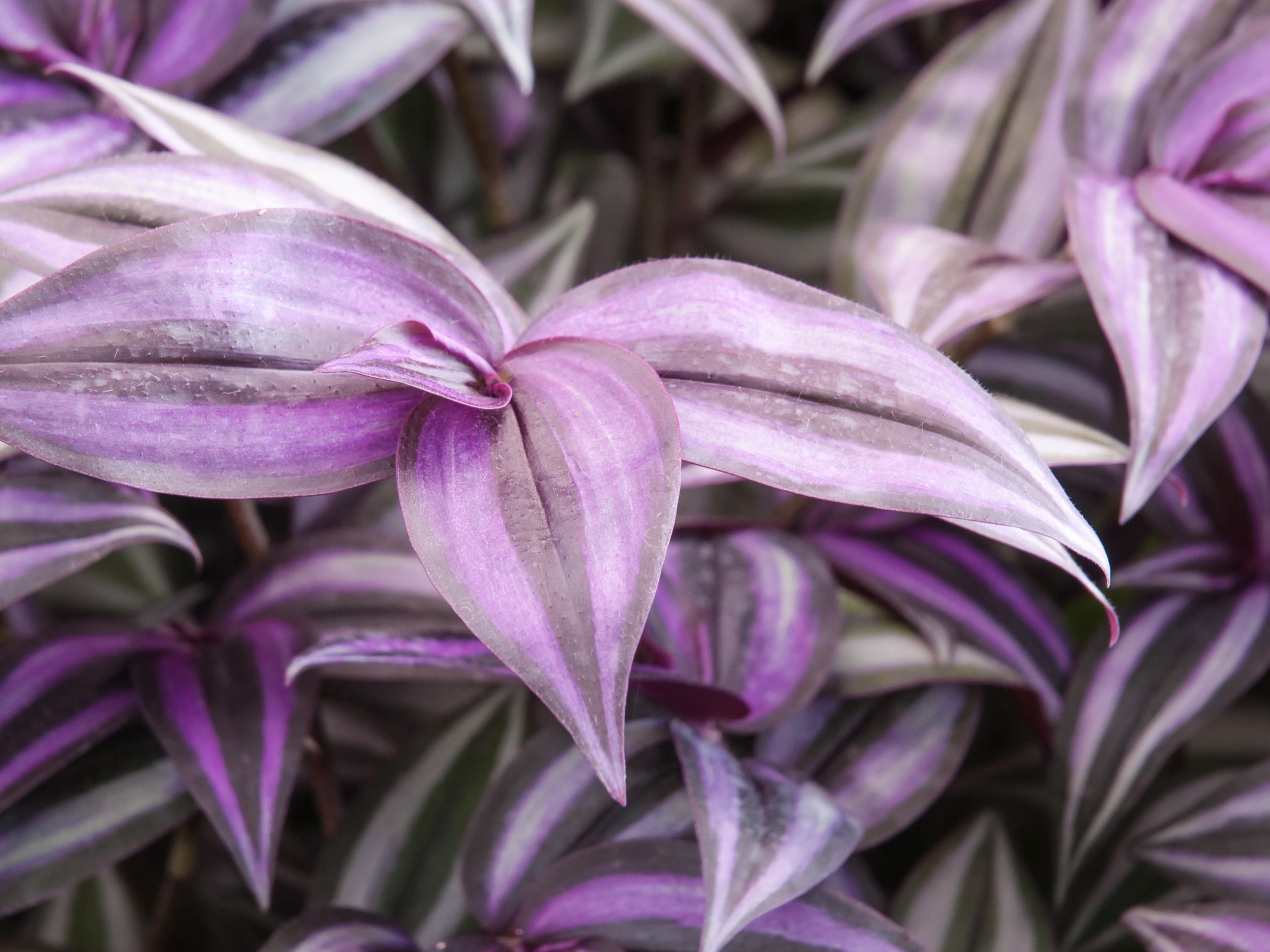 Best purple indoor plants | Real Homes