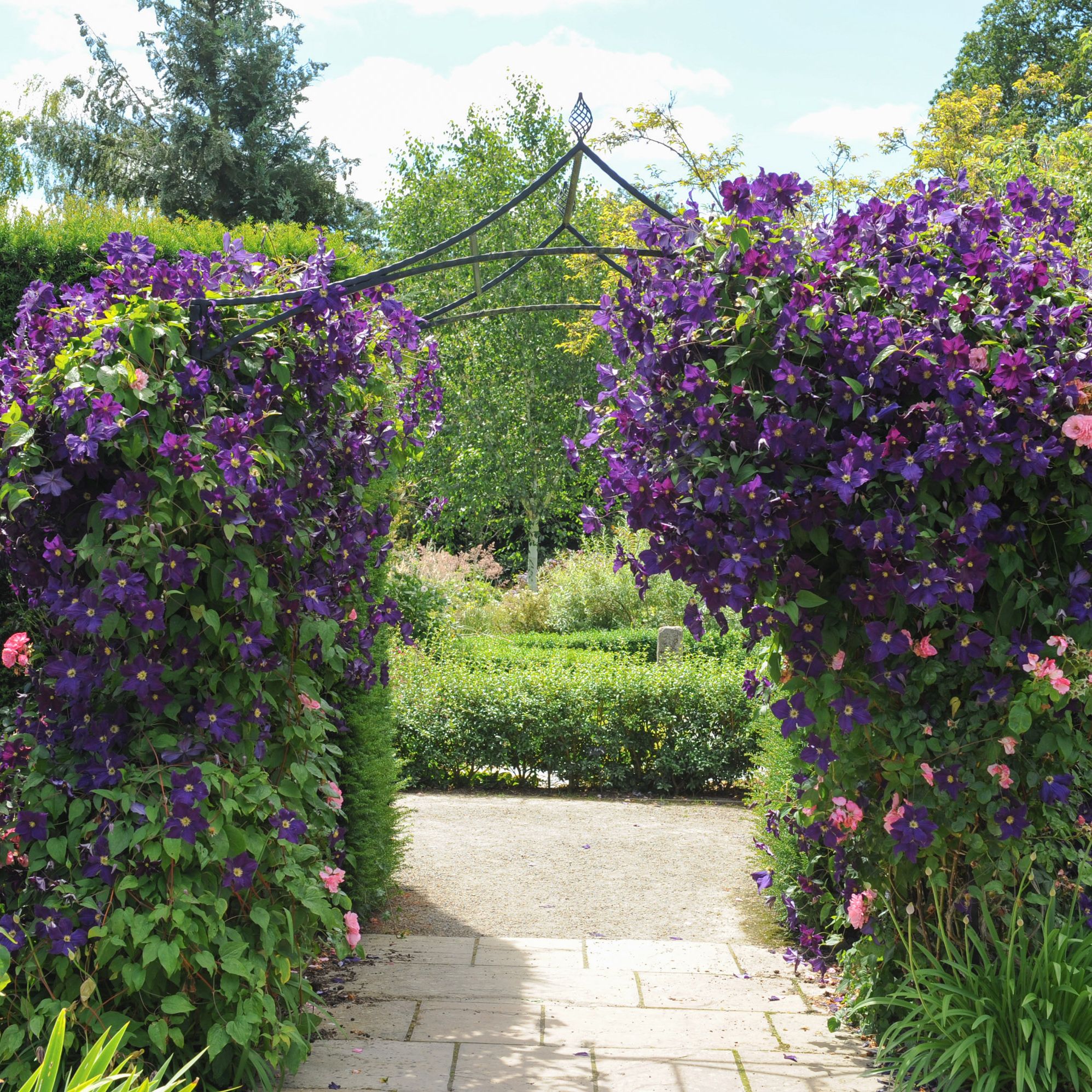 Best climbing plants: take your garden to the next level with these top  choices | Gardeningetc