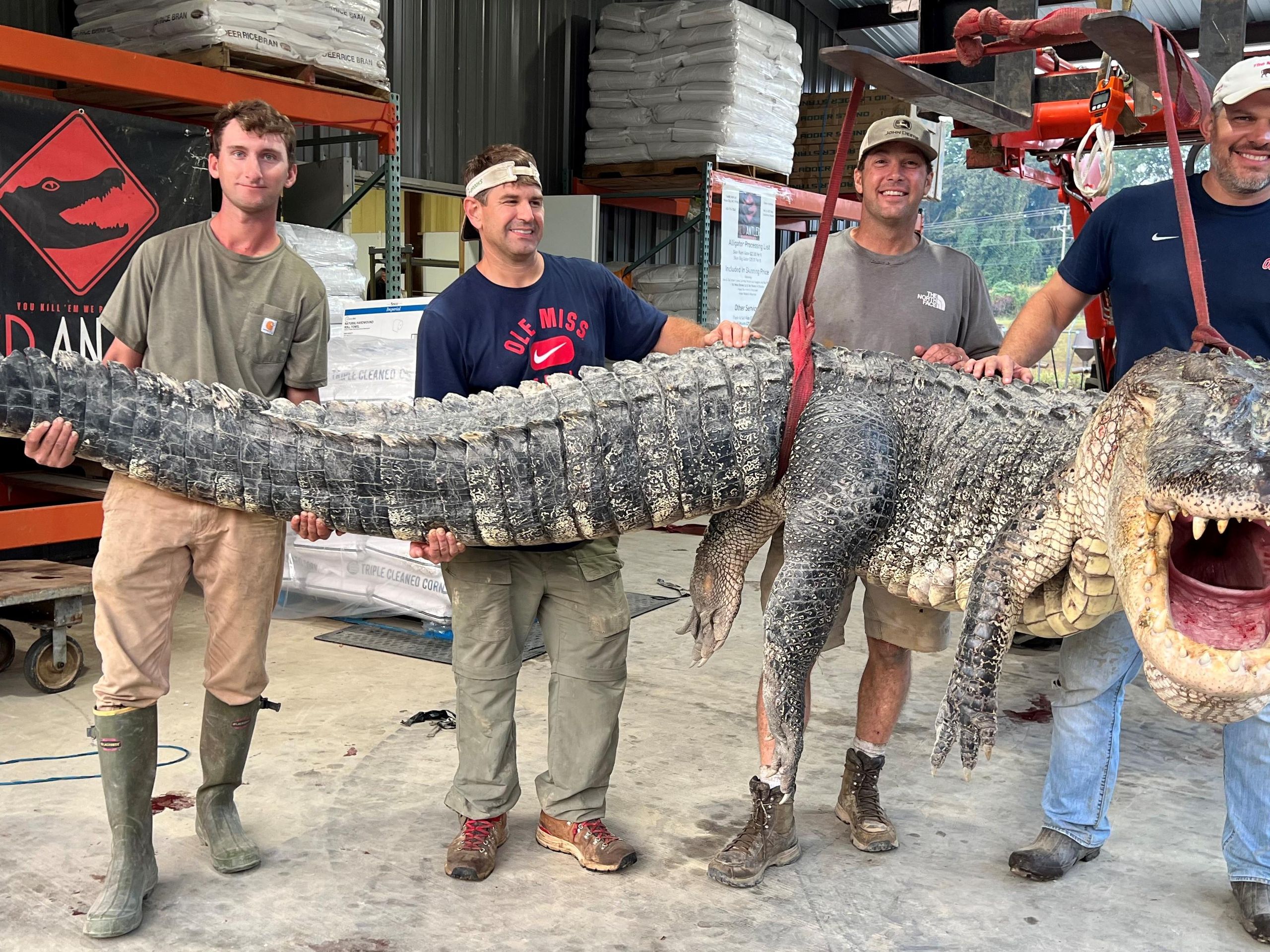800-pound alligator is the longest ever caught in Mississippi