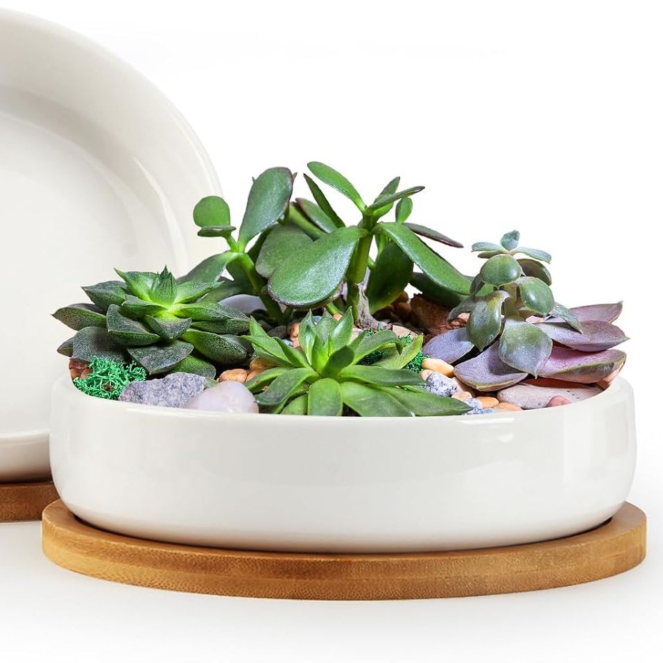 Zoutog Succulent Pots,6 Inch Succulent Planters With Drainage and Tray,white Ceramic Planters for Indoor Plants,round Shallow Flower Plant Pots,pack of 2
