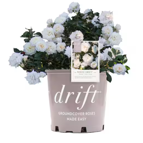 Home Depot, White Drift Rose 2-Pack