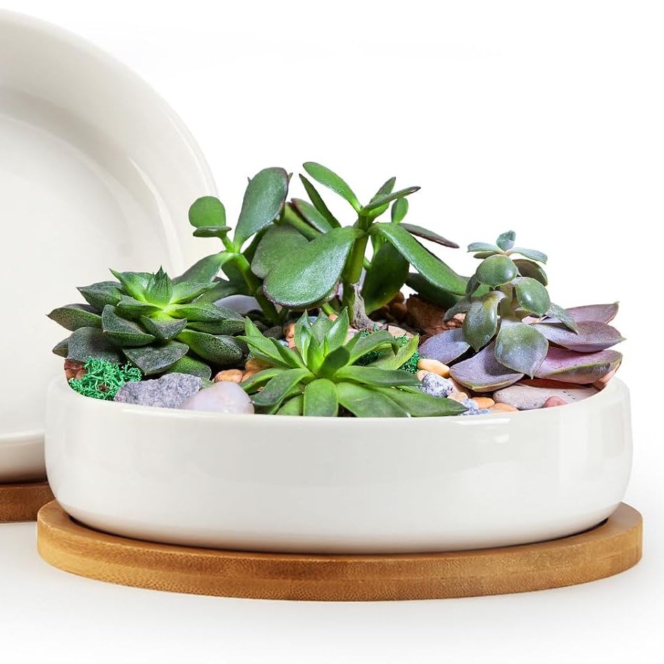 Zoutog Succulent Pots,6 Inch Succulent Planters With Drainage and Tray,white Ceramic Planters for Indoor Plants,round Shallow Flower Plant Pots,pack of 2