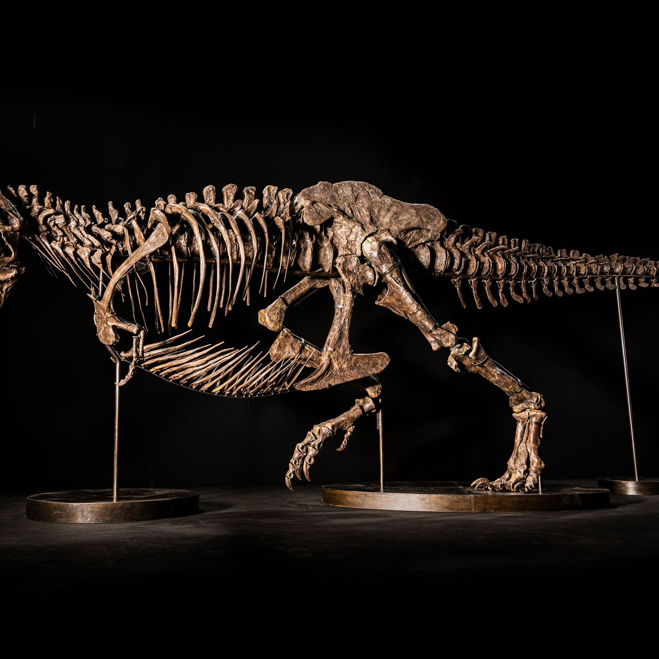 Spectacular T. rex skeleton may fetch $25 million at auction