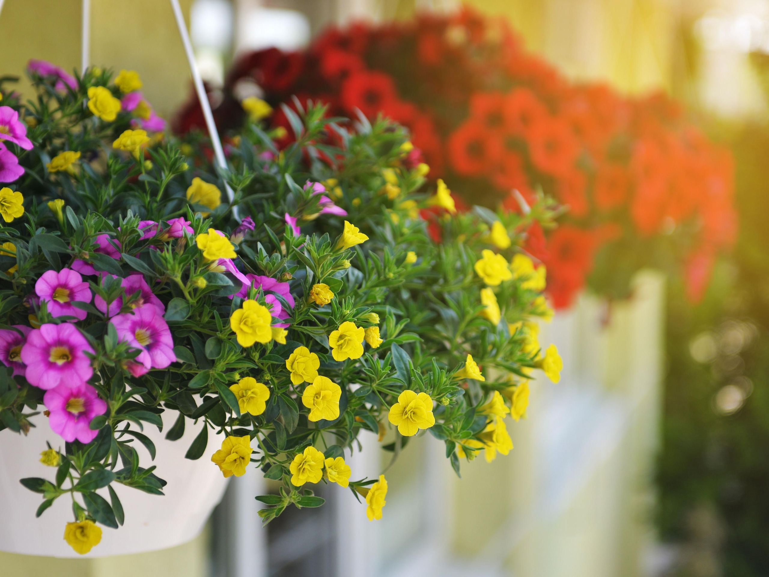 7 best plants for hanging baskets | Tom's Guide