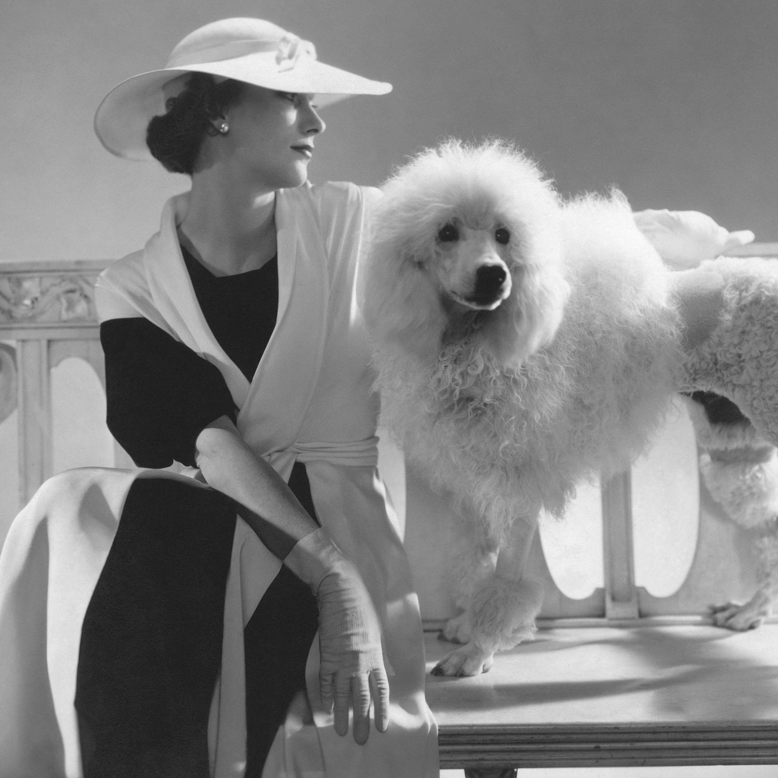 The unsolved mystery of Masterpiece the toy poodle, the world's