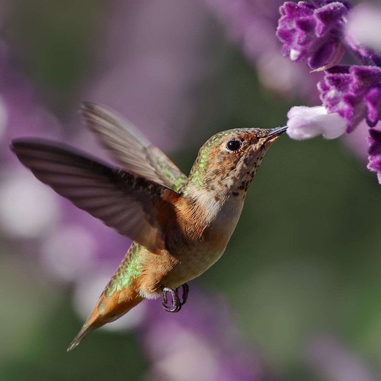Hummingbird feeding from Mexican bush sage