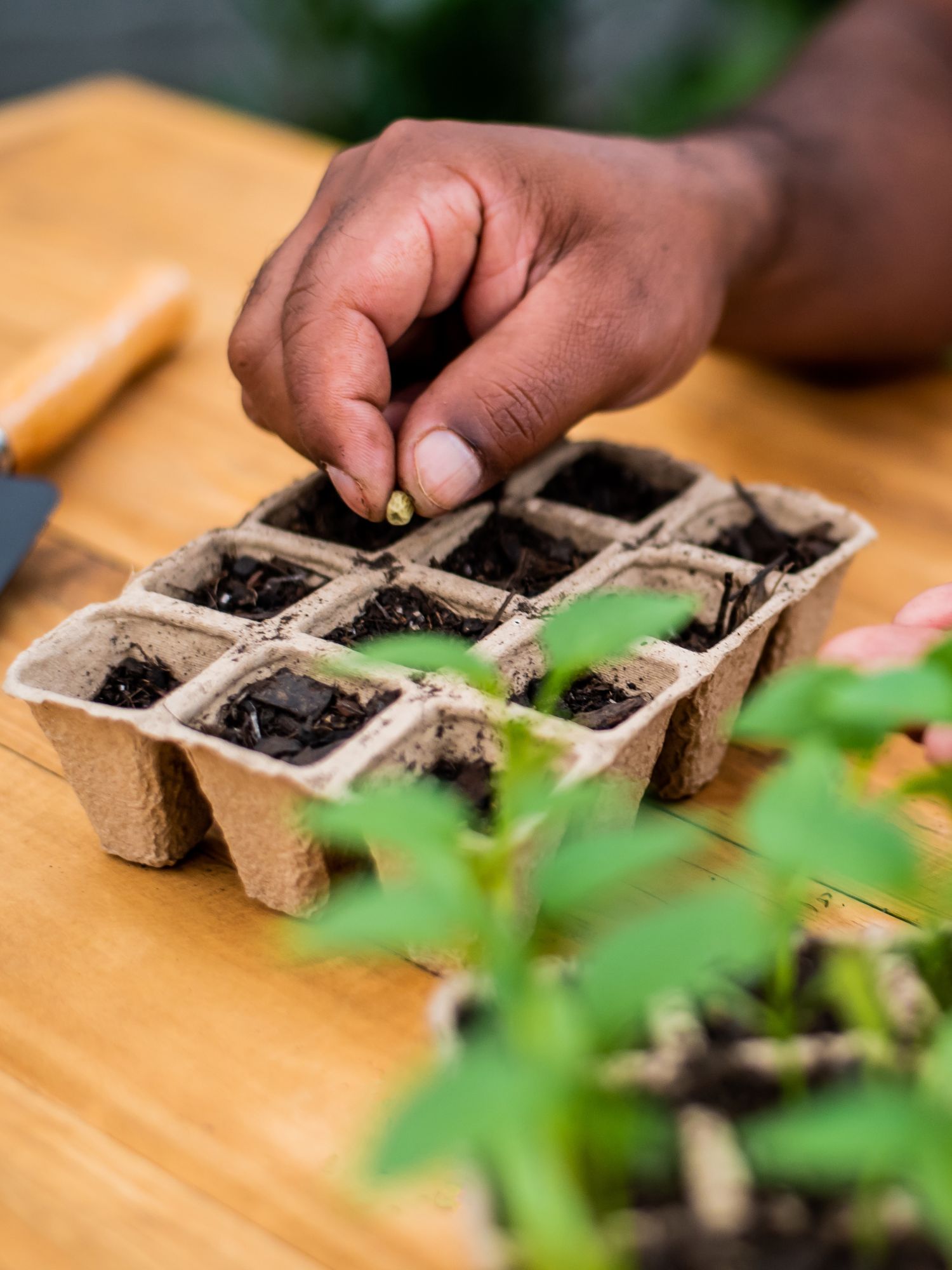 man planting seeds in tray
