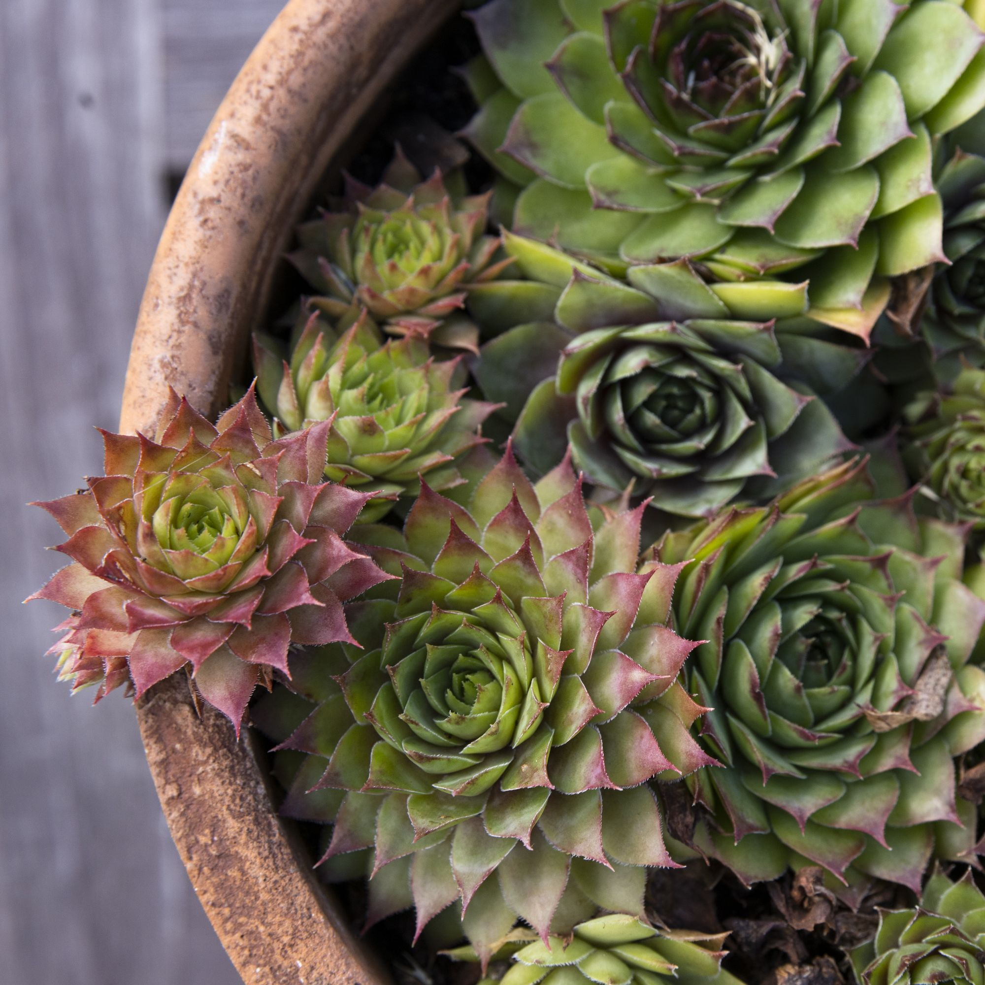 Houseleek succulent in terracotta bowl
