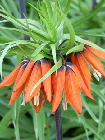 Aurora Orange Fritillaria Flower Bulb - Deer Resistant - Naturalizing - Perennializing - Easy to Grow Live Plants - Outdoor Garden