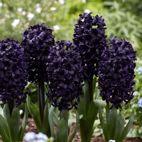 5 Dark Dimension Hyacinth Bulbs