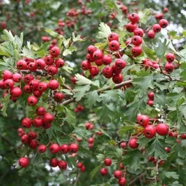 Direct Plants 12x 3-4ft Large Quickthorn Hawthorn Hedging Trees in 2/3 Litre Pots