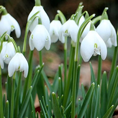 (2) Spectacular Single Snowdrops/snowflakes Galanthus Flowering Bulbs