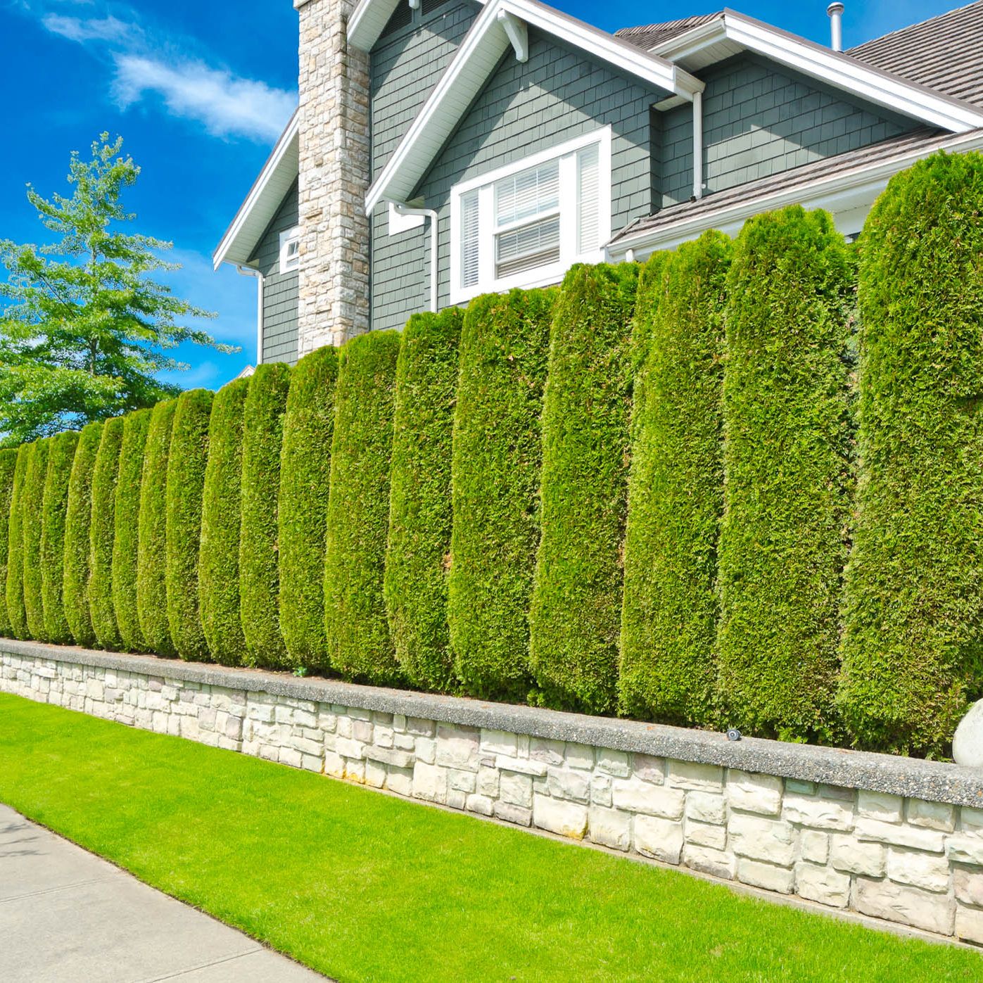 Best Soundproof Landscape Plants Florida: Top Noise-Blocking Picks 4 Best Soundproof Landscape Plants Florida: Top Noise-Blocking Picks