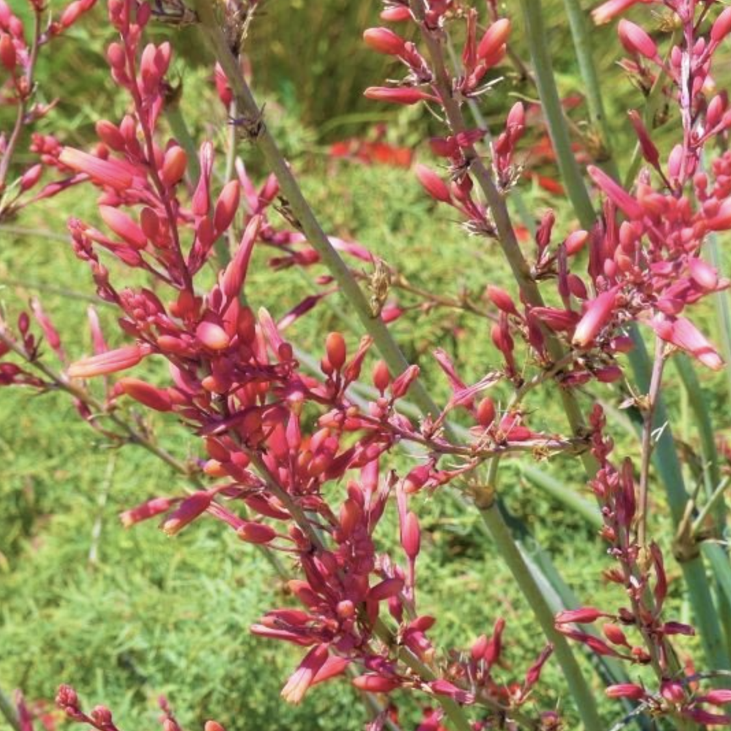 Red Yucca,