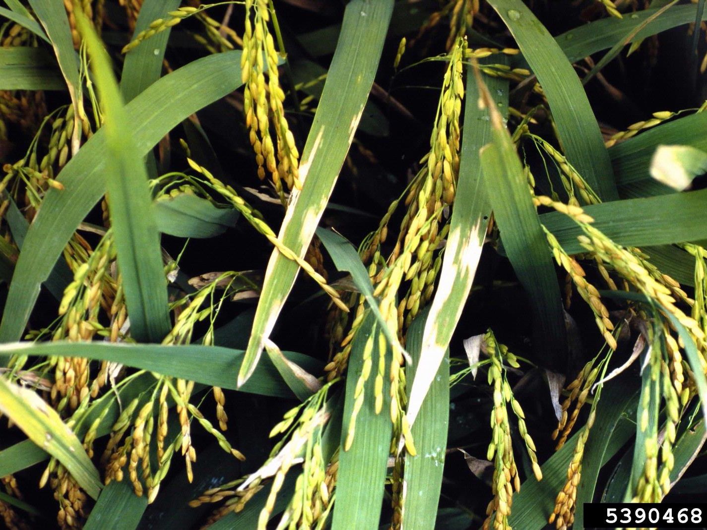 Symptoms Of Bacterial Leaf Blight On Rice Trees In Illinois ...