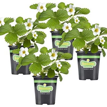 Bonnie Plants Strawberry, Live Plant, 19.3 Oz. (4-Pack)