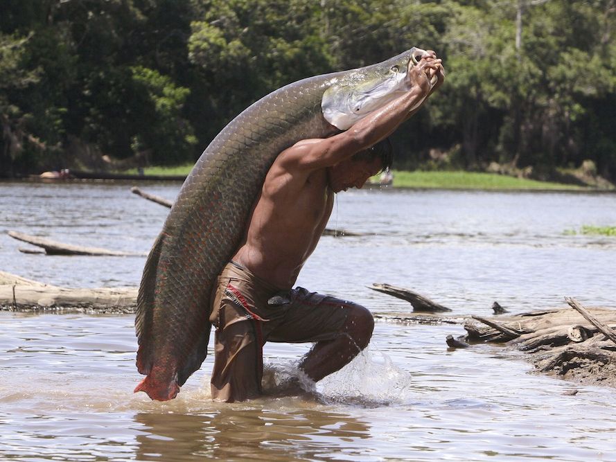 Amazing Arapaima: Photos of the Amazon's Biggest Fish | Live Science