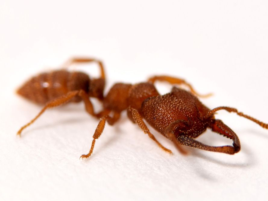 Blood-Sucking 'Dracula Ant' Sets Animal Speed Record with 200-Mph Blood-Sucking 'Dracula Ant' Sets Animal Speed Record with 200-Mph