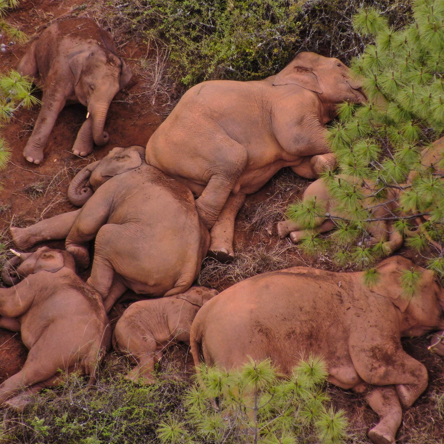 Baby elephant abandoned by internet-famous herd has been rescued | Live Science