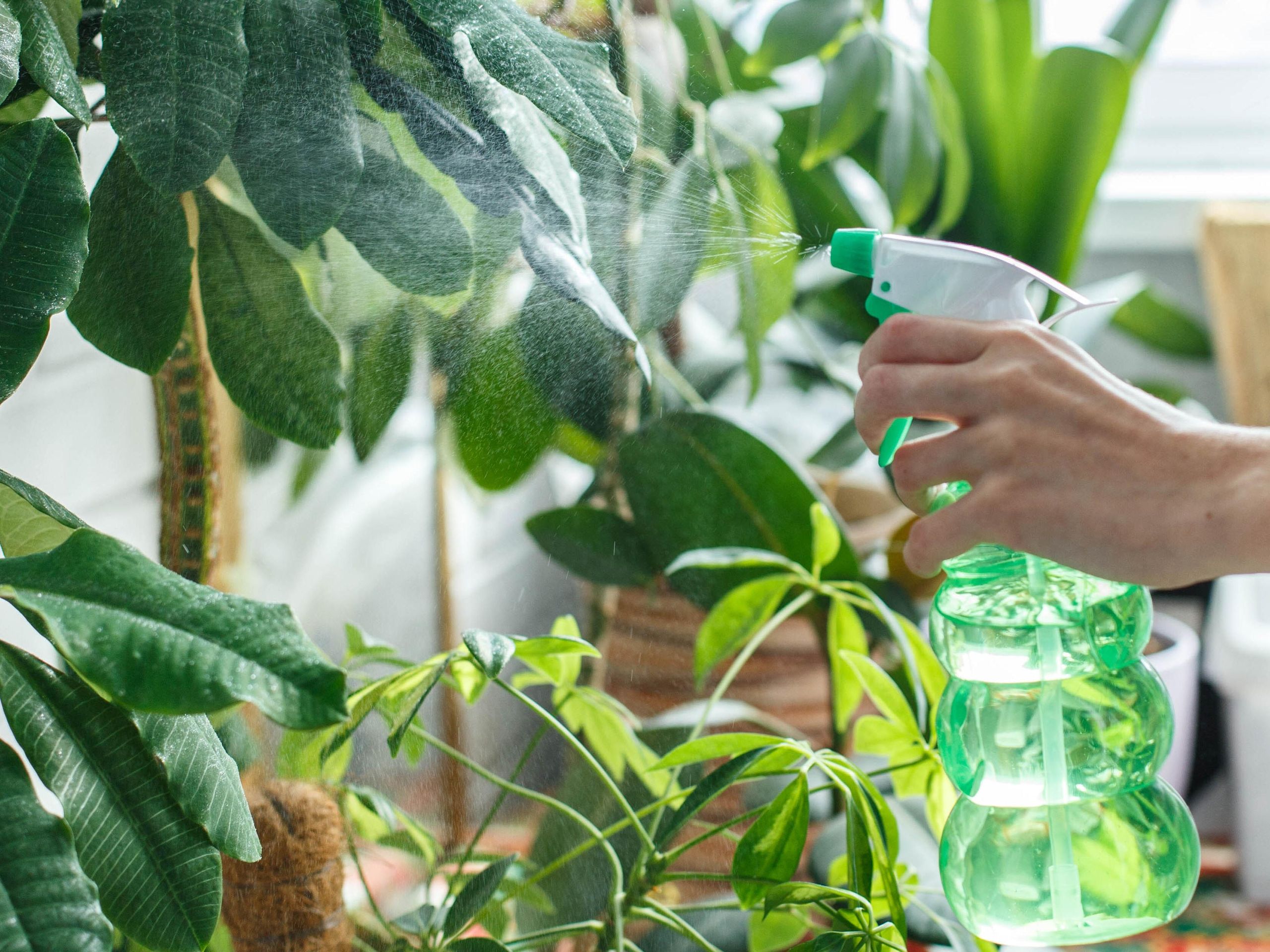 7 easy ways to make homemade fertilizer | Tom's Guide