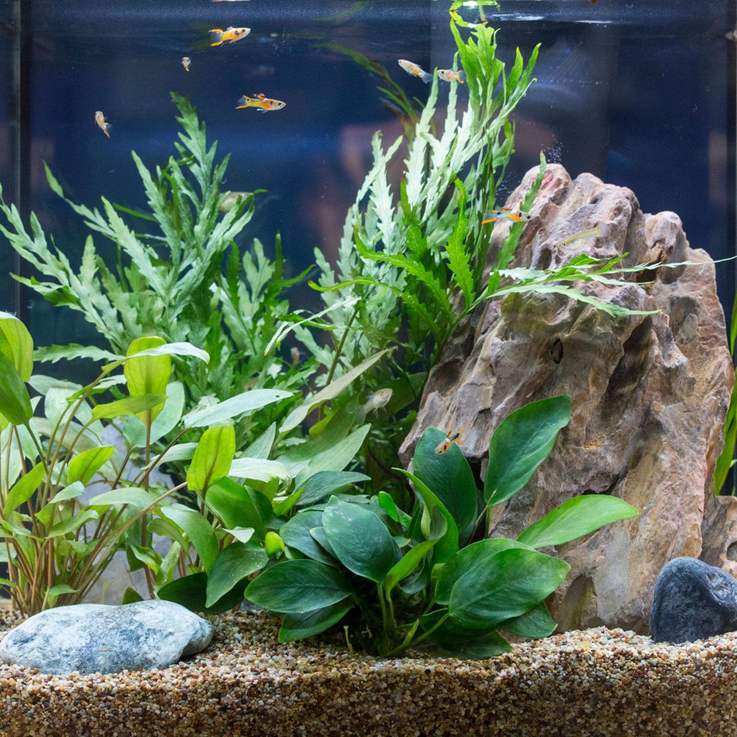 Unconventional Aquarium Plants  Choosing Fish Tank Garden Plants |  Gardening Know How