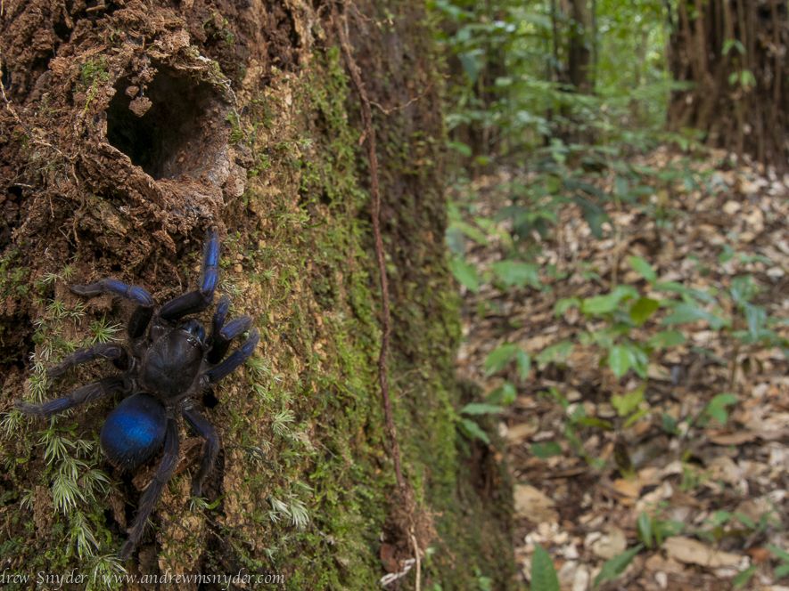Hairy, Blue Tarantulas Found Hiding in Hole-Filled Tree Stump