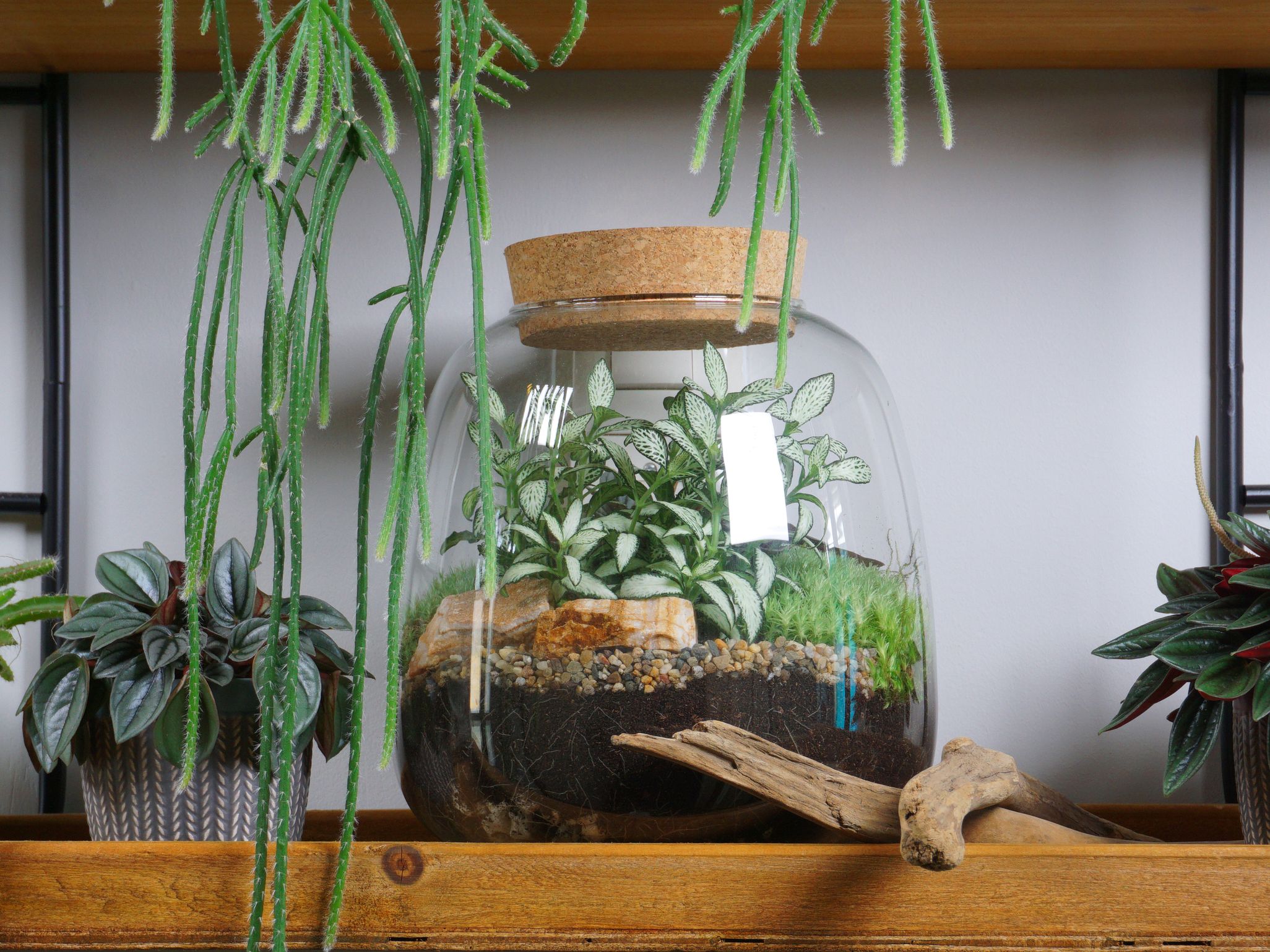 5 Best Plants For Terrariums for a Flourishing Mini Ecosystem | Livingetc