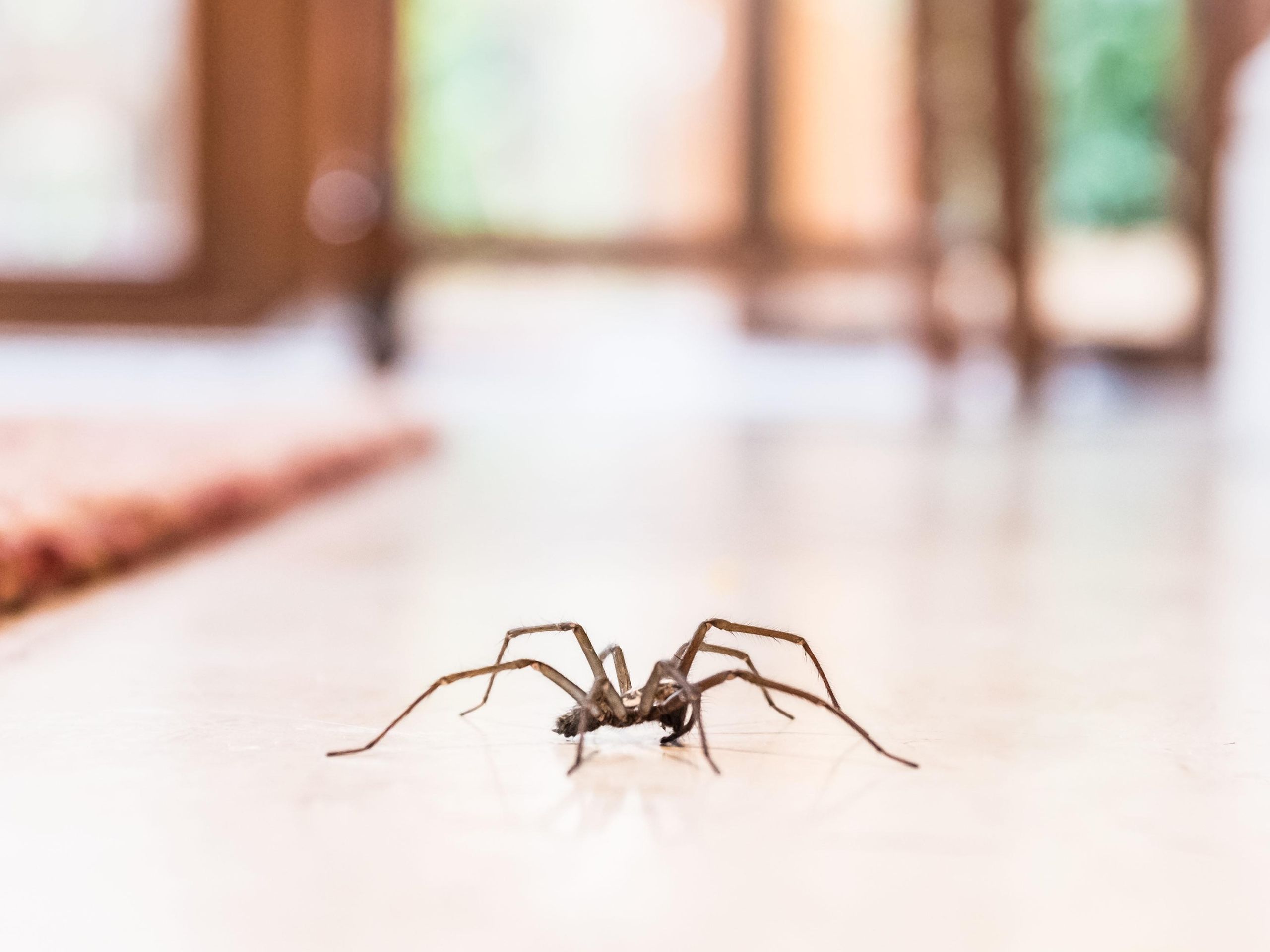 How to repel spiders with indoor plants  grow these for free pest control