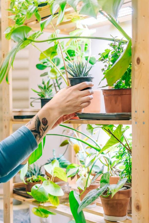 A woman picks up a plant from a shelf of houseplants under grow lights