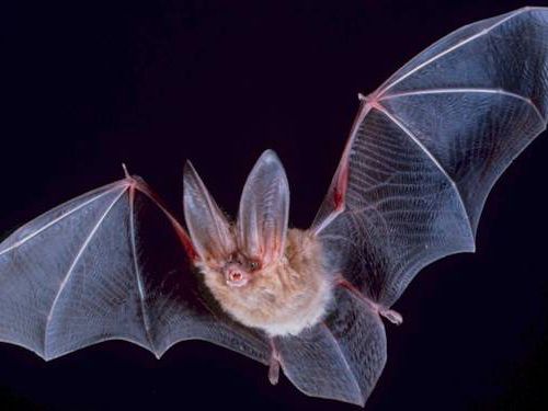 Fly Examples Examples Of Mammals That Can Fly