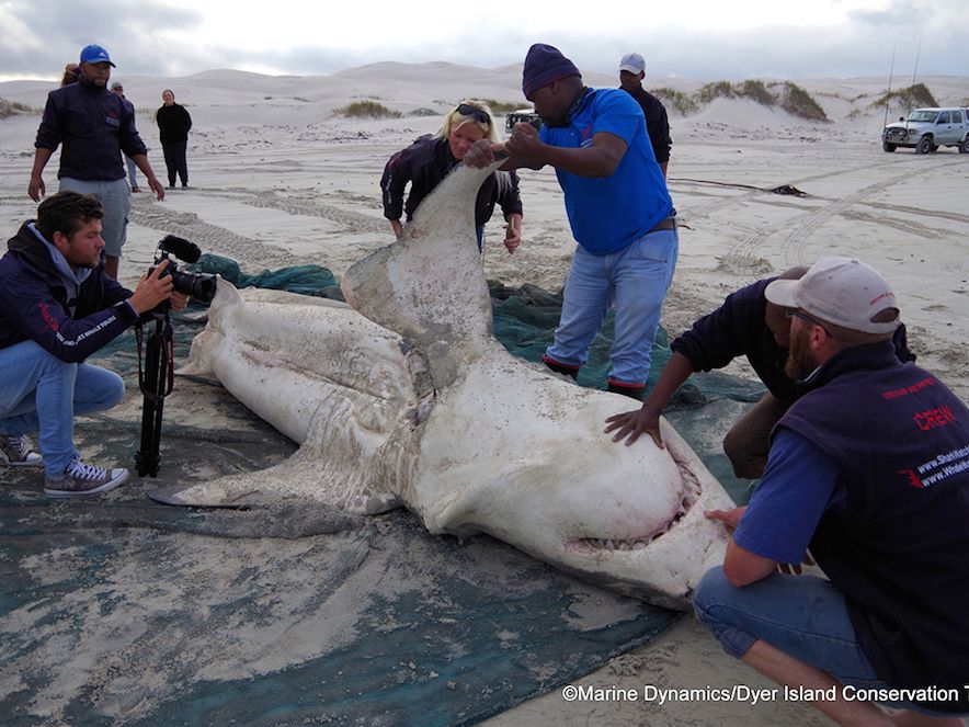 4 Dead, Liverless Sharks Wash Ashore in Weird Whodunit | Live Science