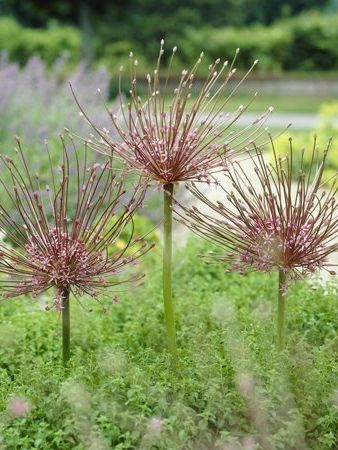 Van Zyverden Allium Schubertii Plant Bulbs (3 Count)