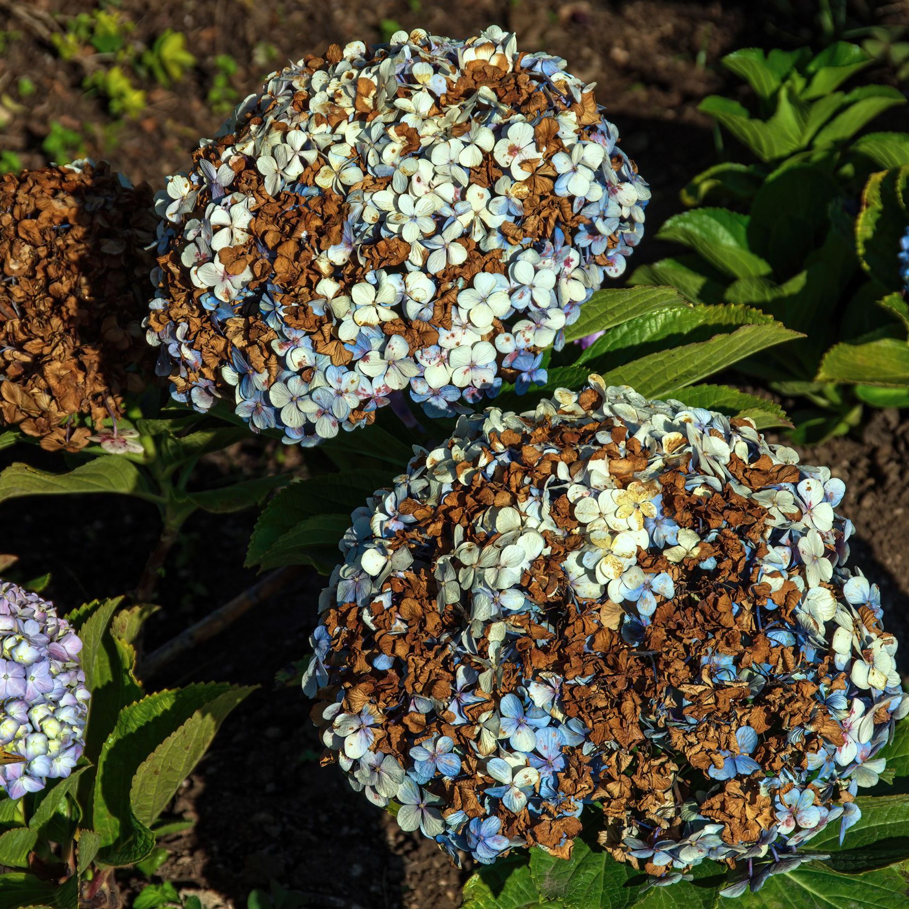 Brown sunburned flowers on hydrangea plant
