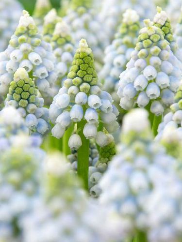 Muscari Ocean Magic Bulbs