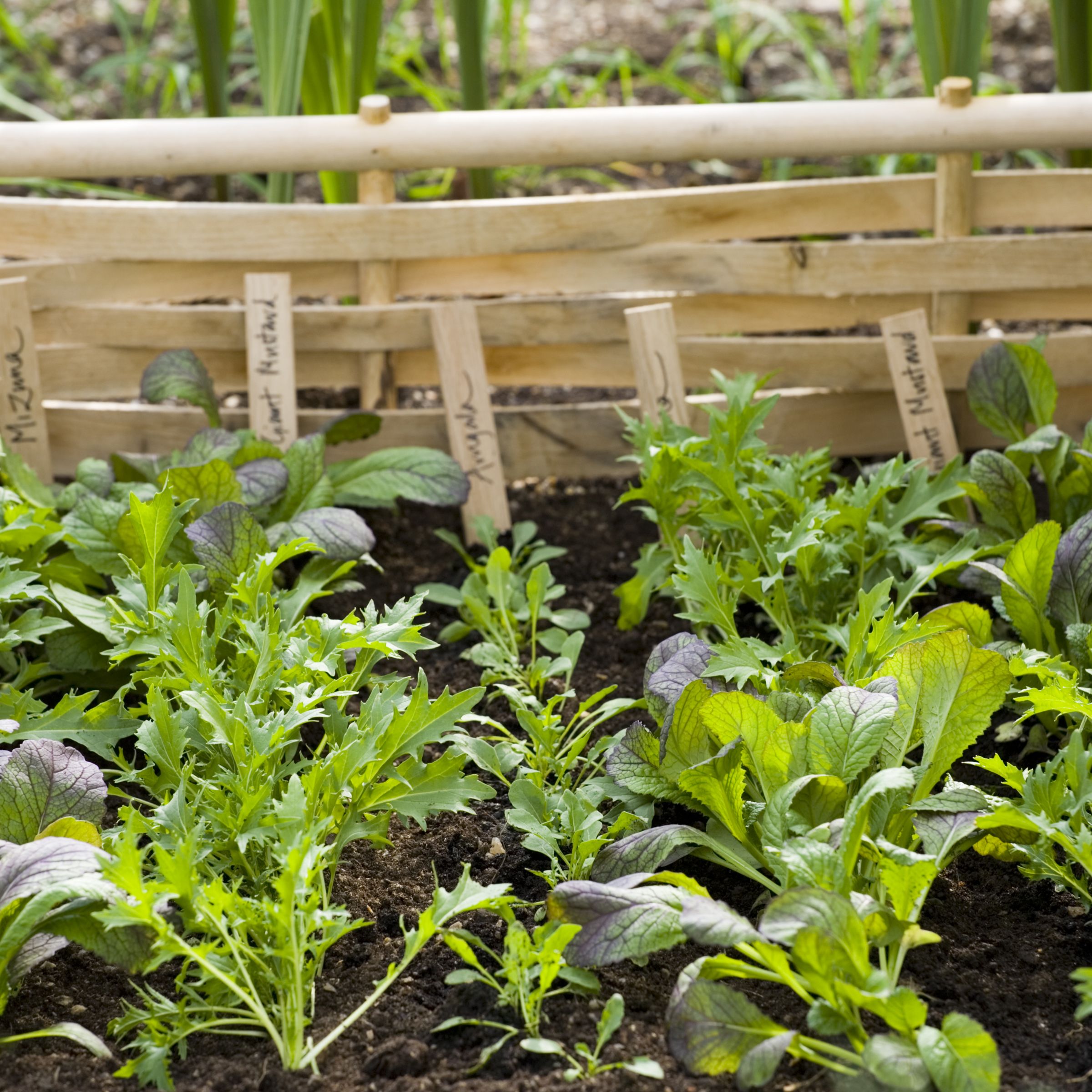What to plant in June: the veg, salads and flowers to grow | Homes and  Gardens