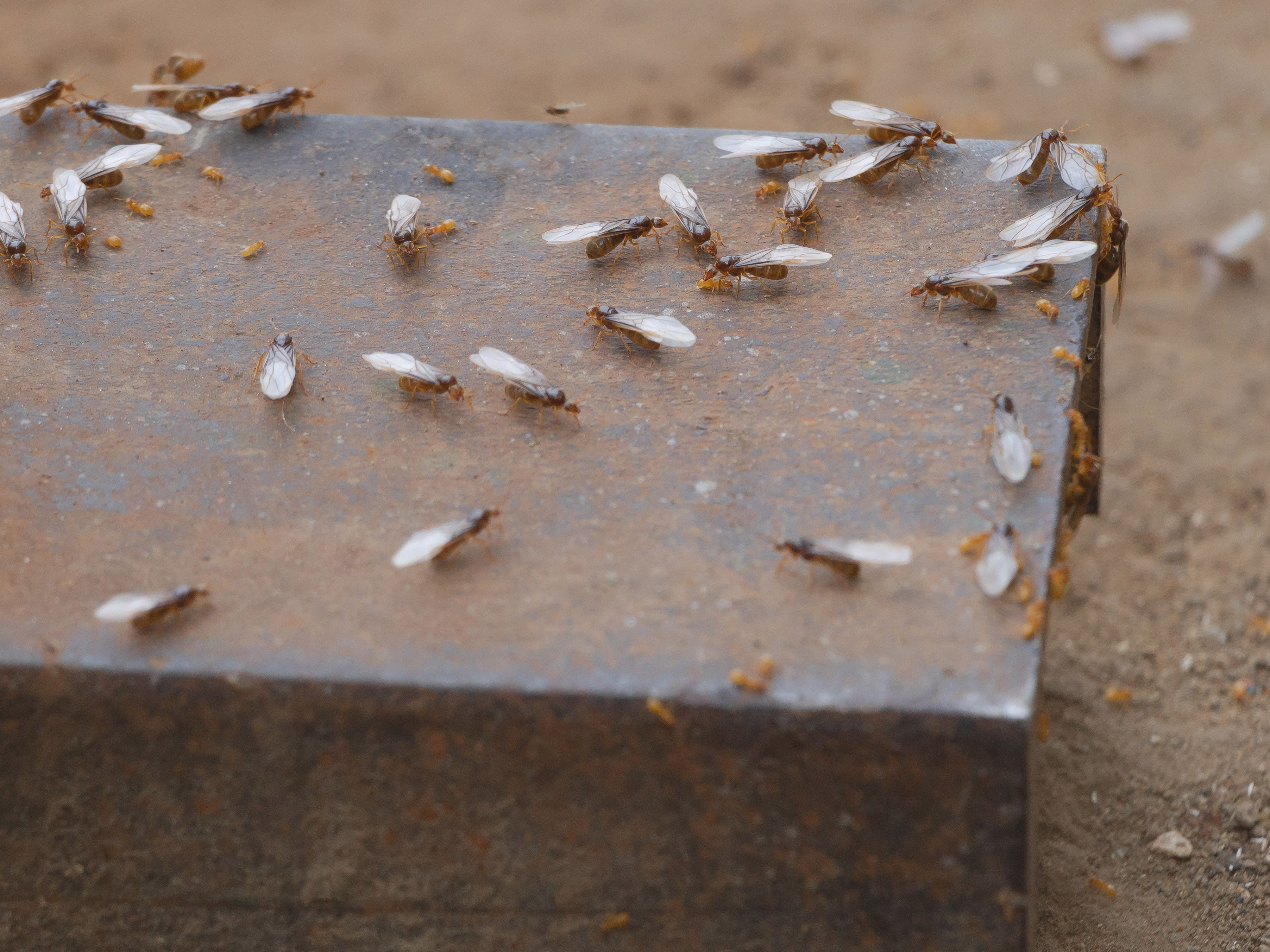 Can You Vacuum Ants: Effective Tips to Eliminate Them Fast