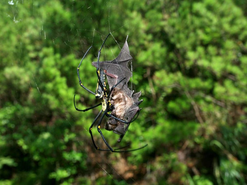 Bat And Insect Bats Hunting Insects